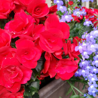 Blumen am Hotel Filser
