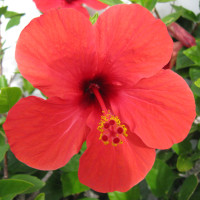Hibiskus