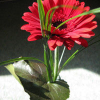 Rote Blume